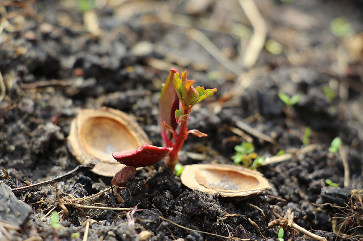 Quais os processos metabólicos mais importantes da semente durante a germinação?