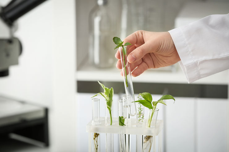 Pesquisa com bioestimulantes aponta para novas substâncias através do tratamento de sementes